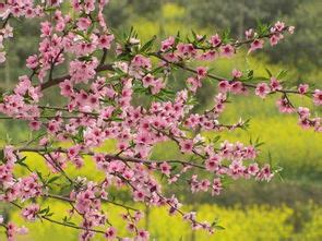 桃花查法|八字桃花算法 (八字中18种桃花查法)